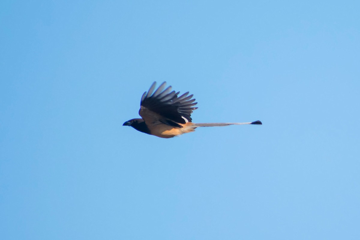 Rufous Treepie - ML620203198