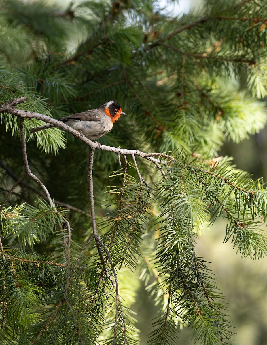 Red-faced Warbler - ML620203200