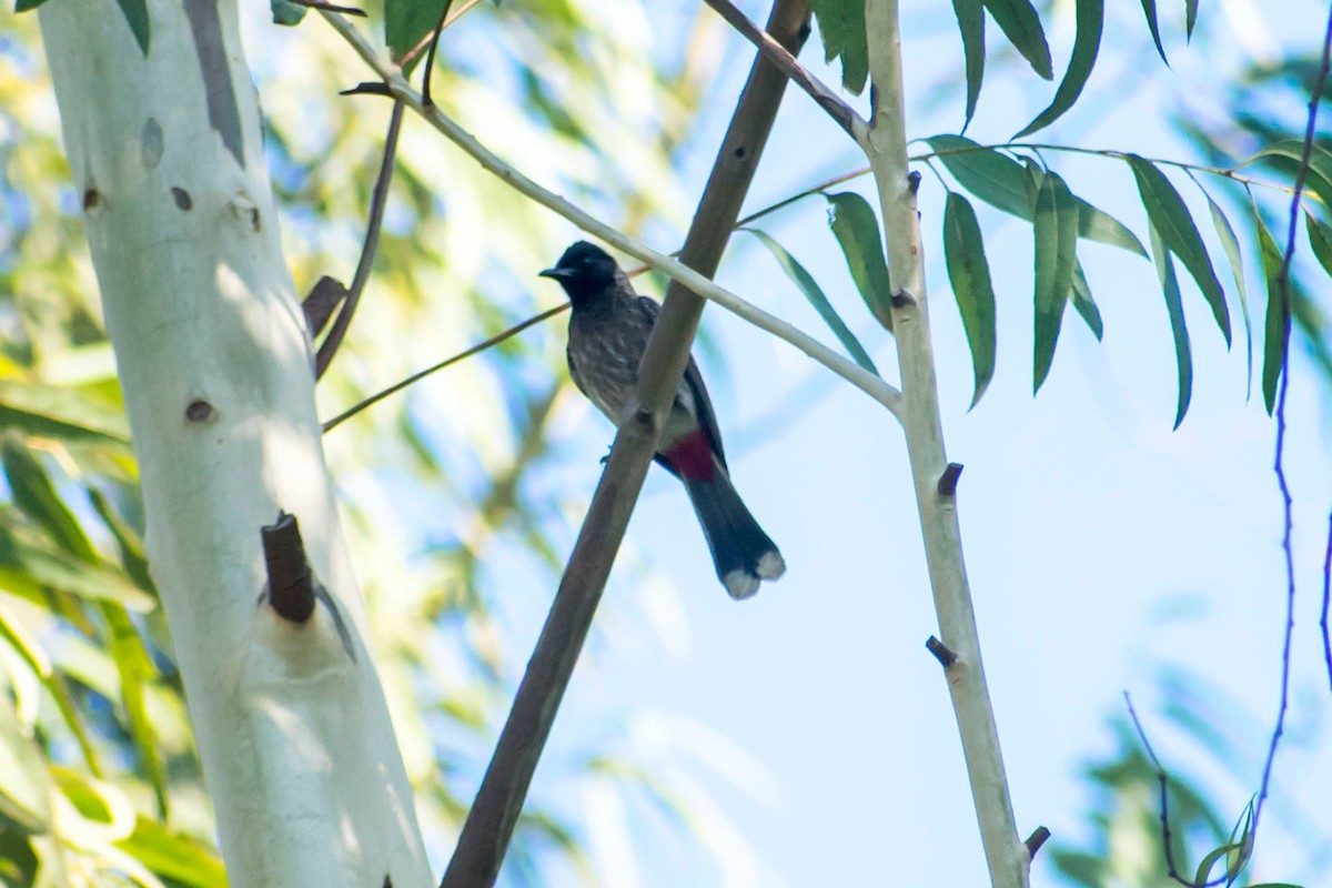Red-vented Bulbul - ML620203213