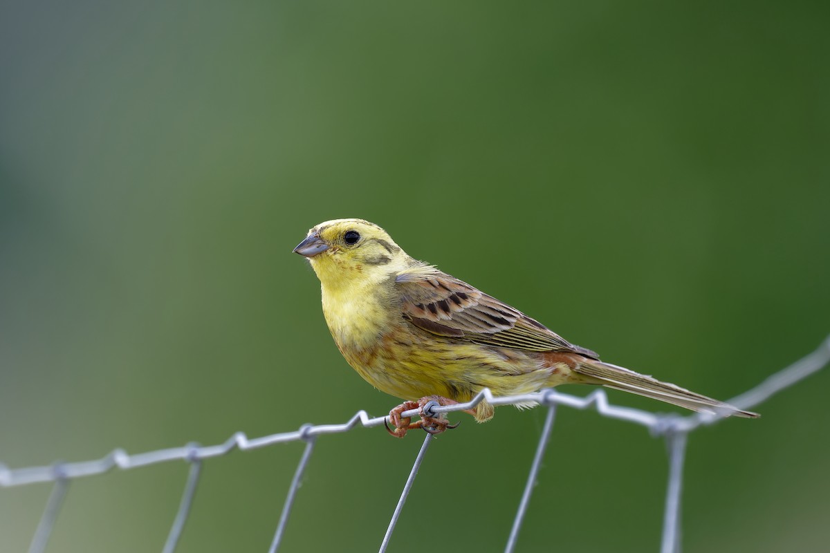 Yellowhammer - ML620203217