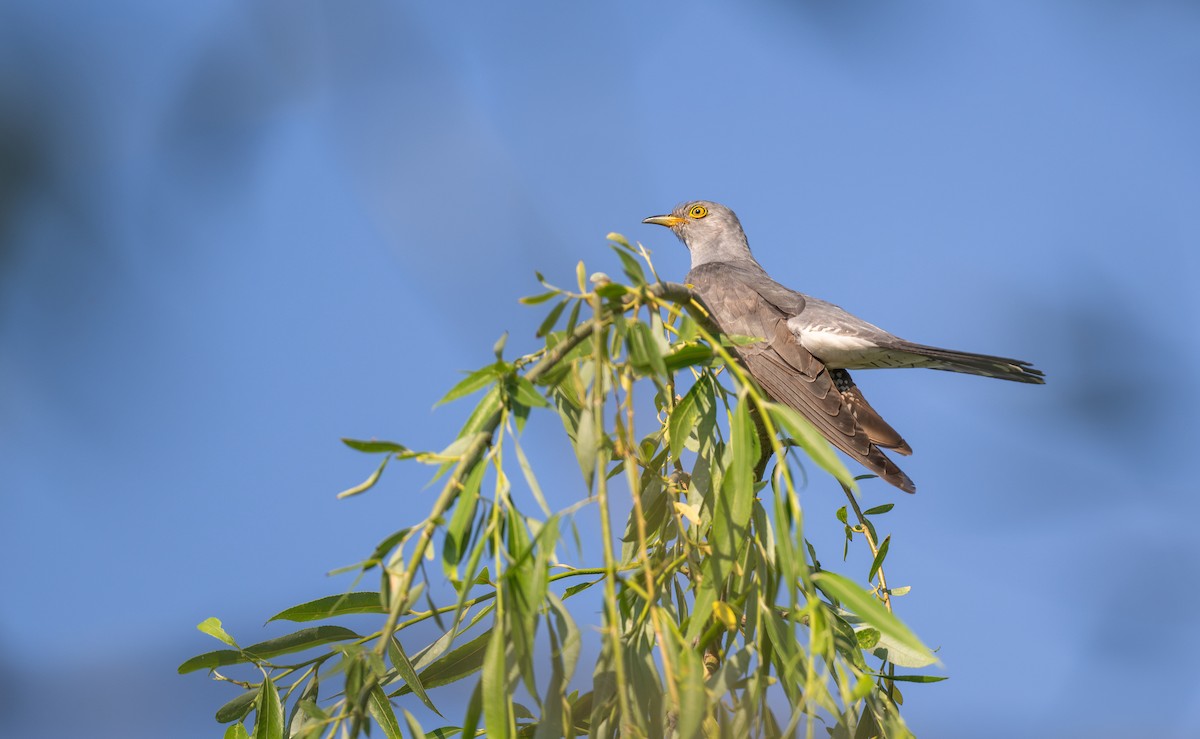 Common Cuckoo - ML620203218