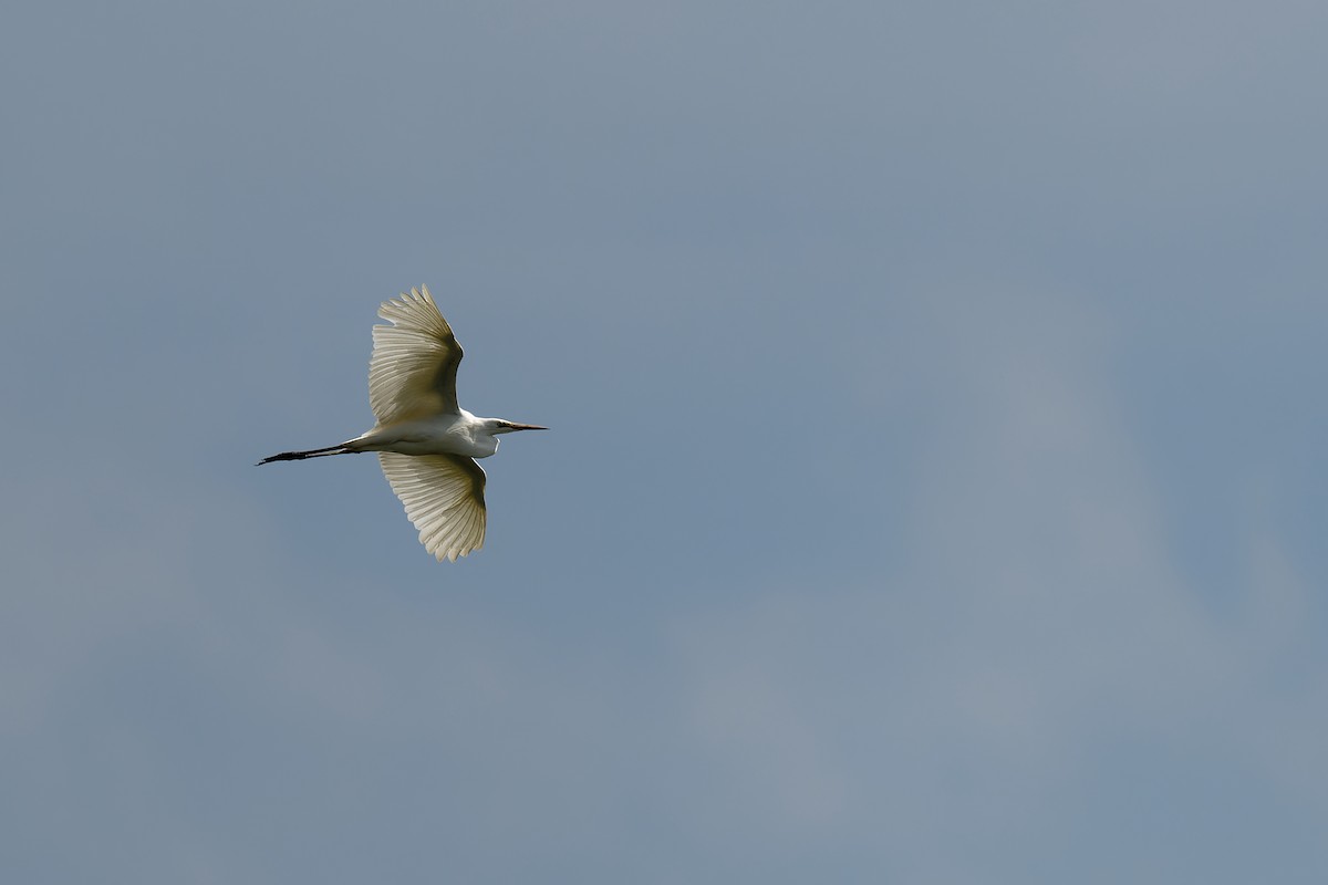 Great Egret - ML620203219