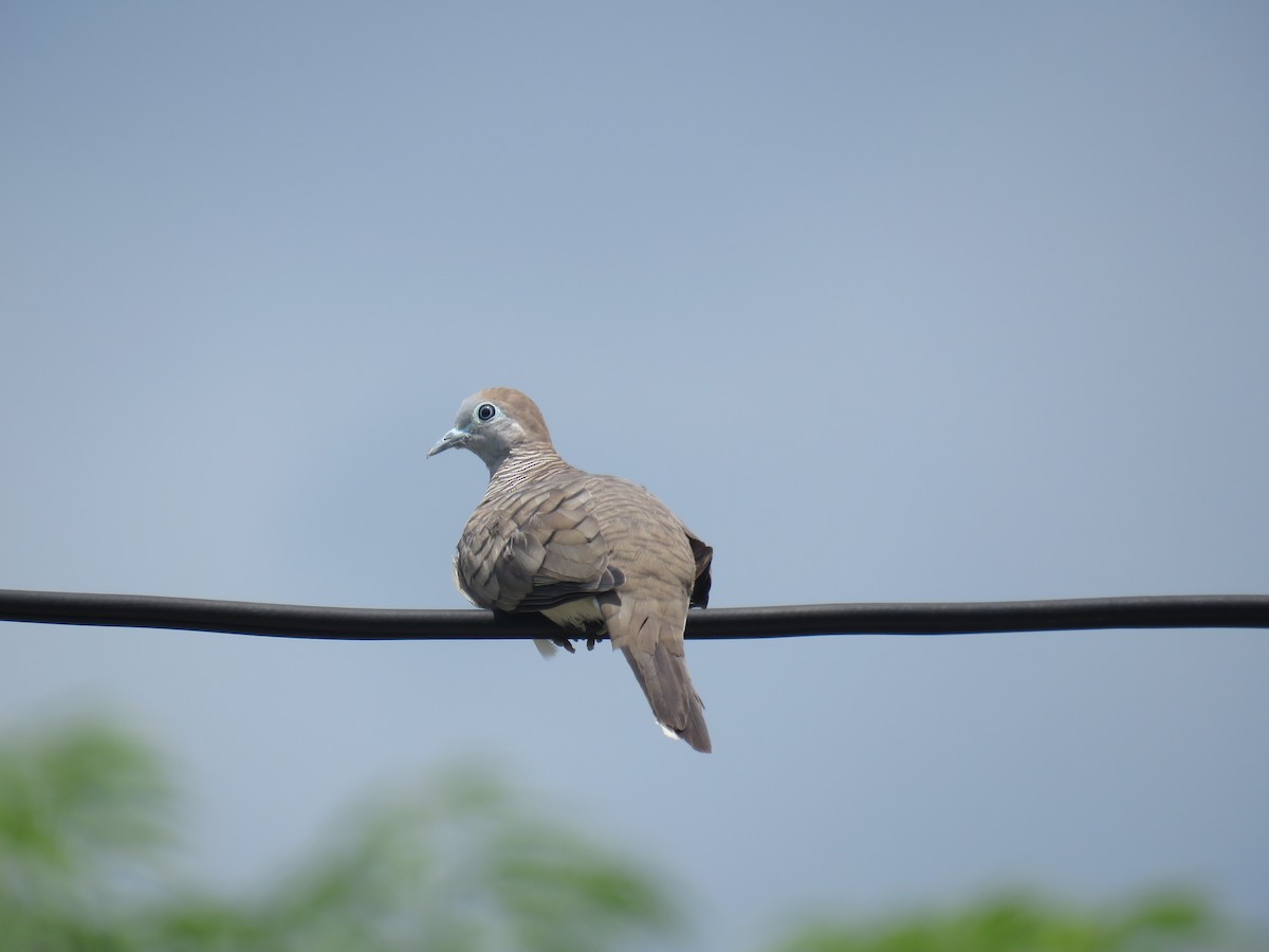 Zebra Dove - ML620203229