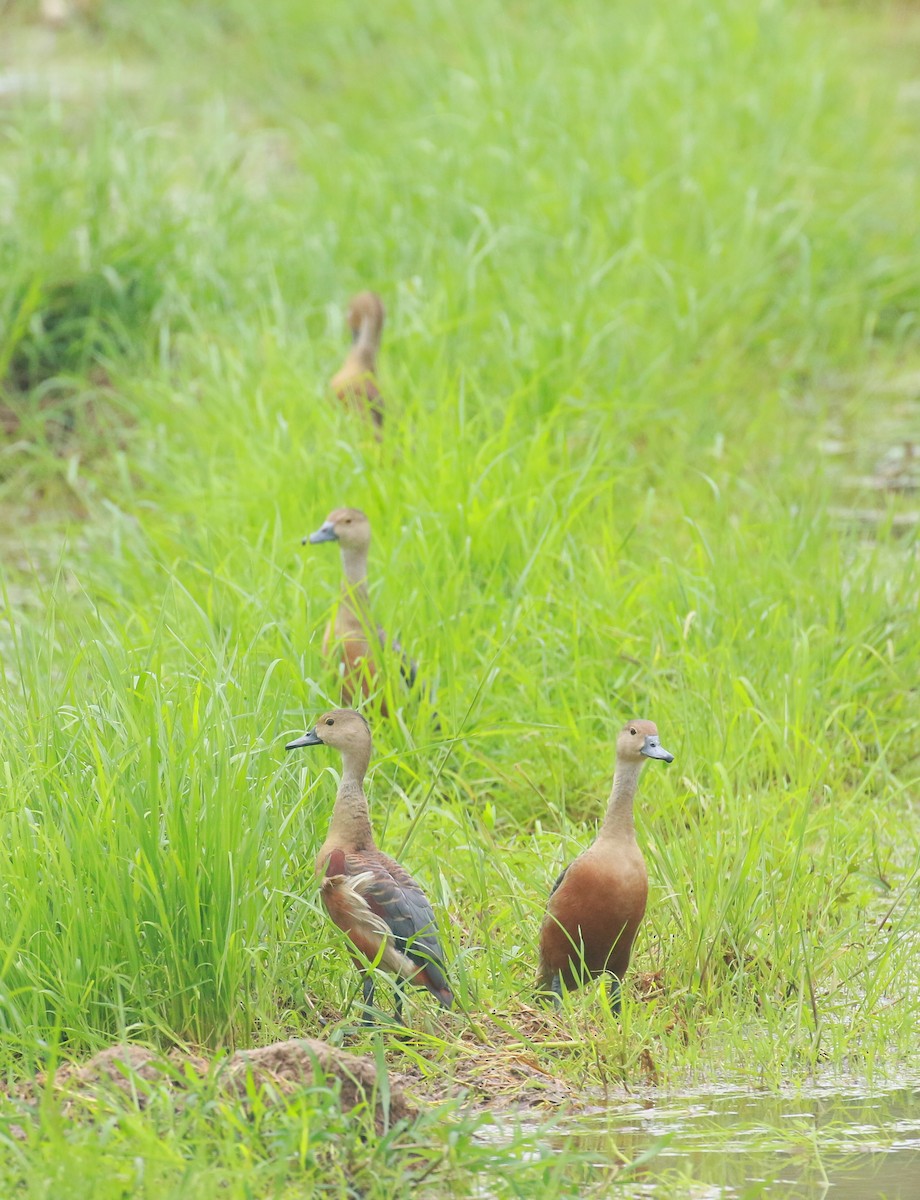 Lesser Whistling-Duck - ML620203240