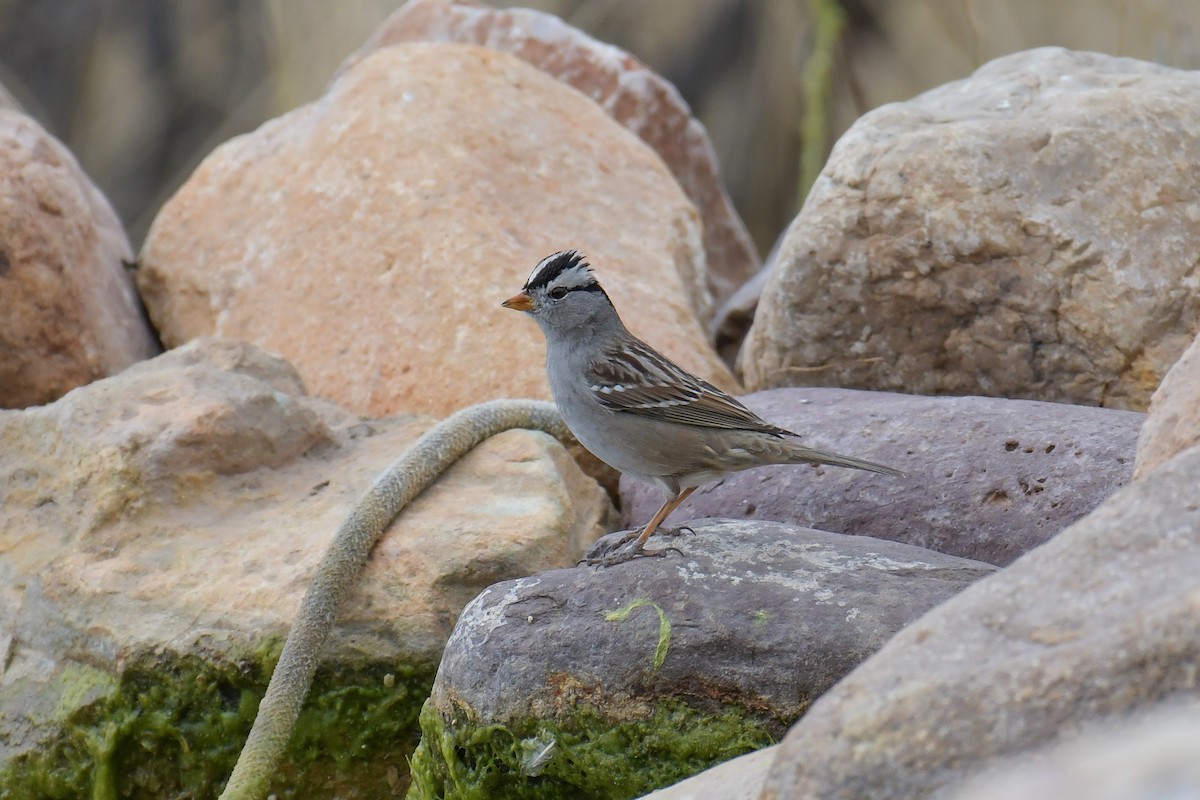 White-crowned Sparrow (Gambel's) - ML620203253