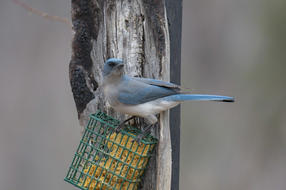 Mexican Jay - ML620203262