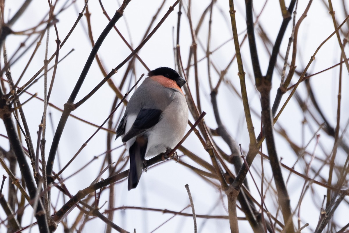 Eurasian Bullfinch - ML620203277