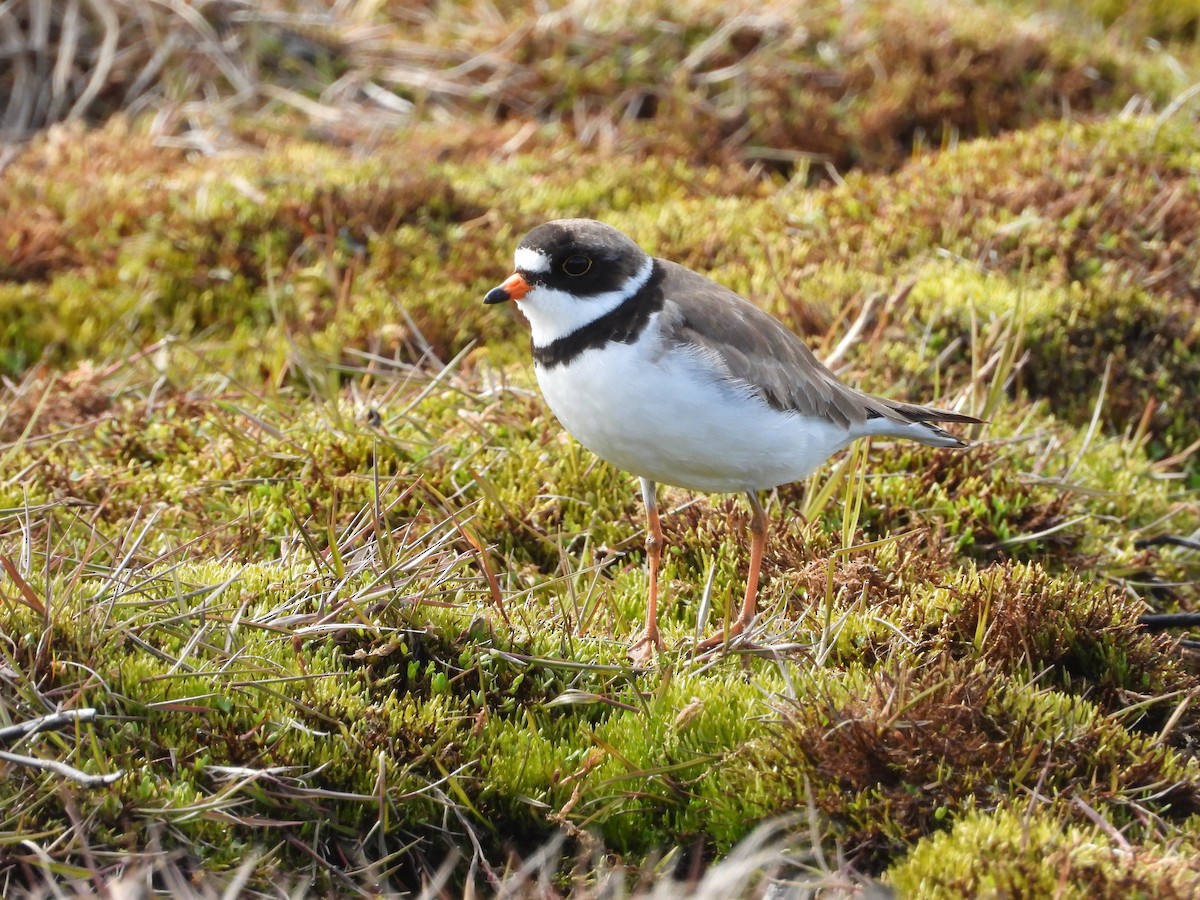 Semipalmated Plover - ML620203280