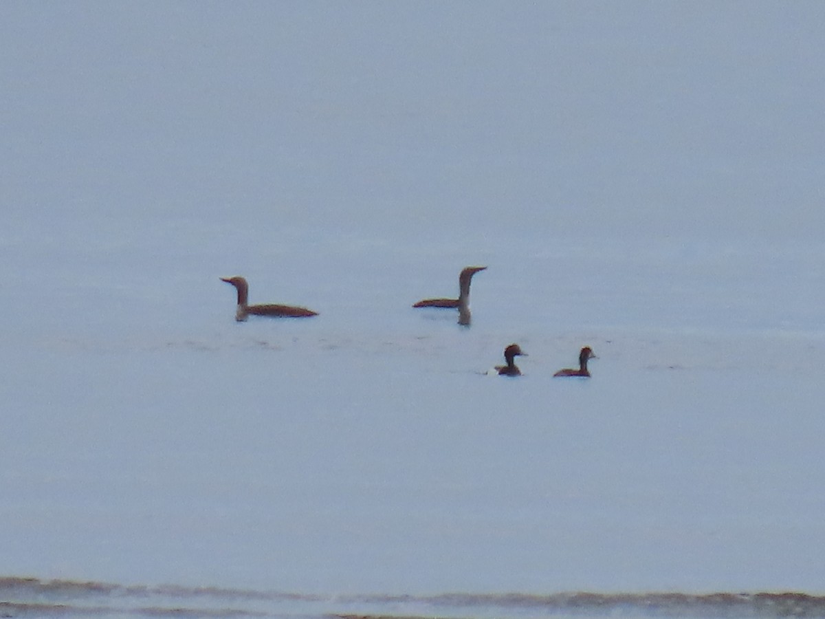 Lesser Scaup - ML620203282