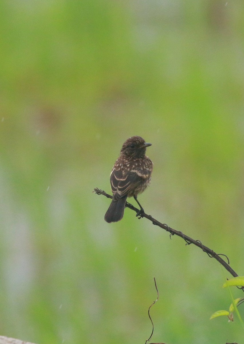 Pied Bushchat - ML620203285