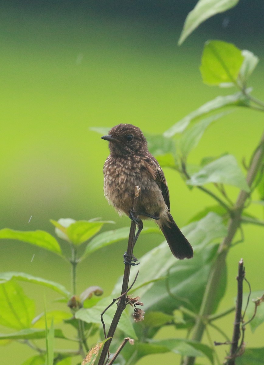 Pied Bushchat - ML620203288