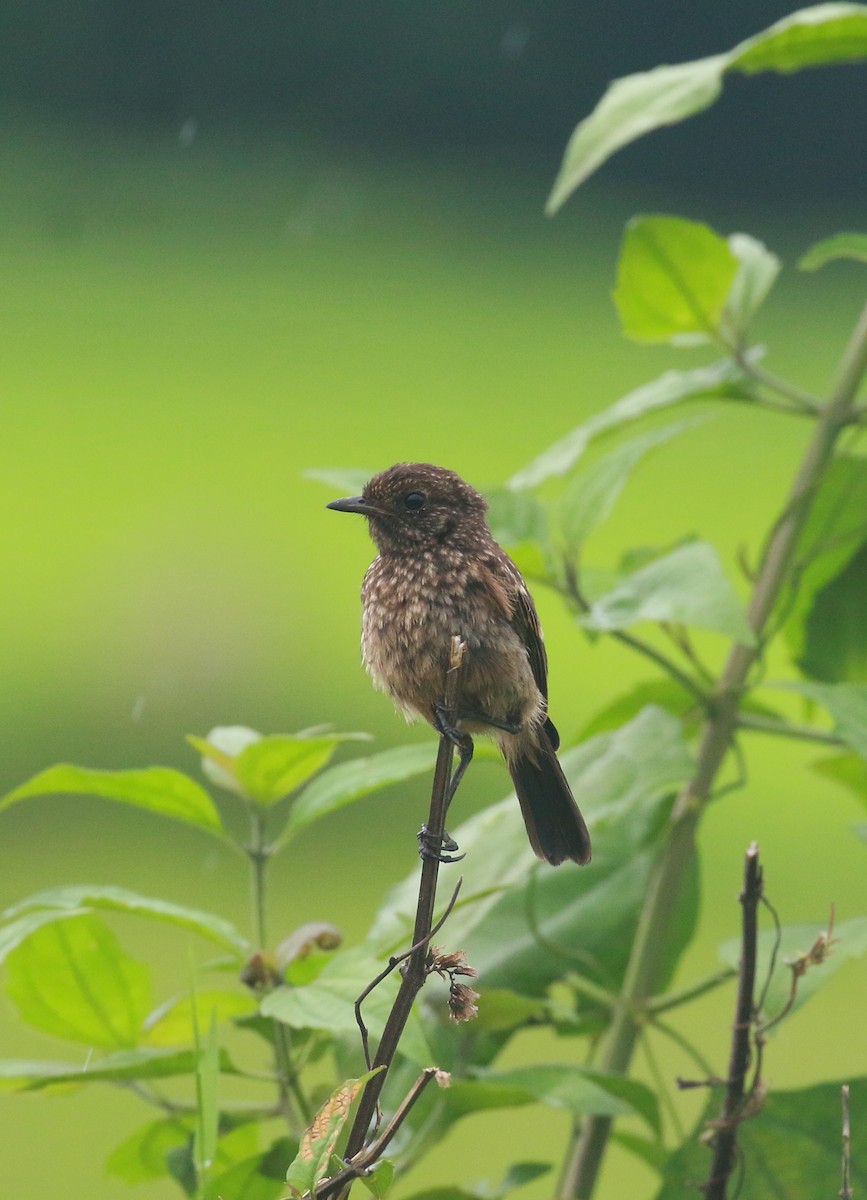 Pied Bushchat - ML620203289