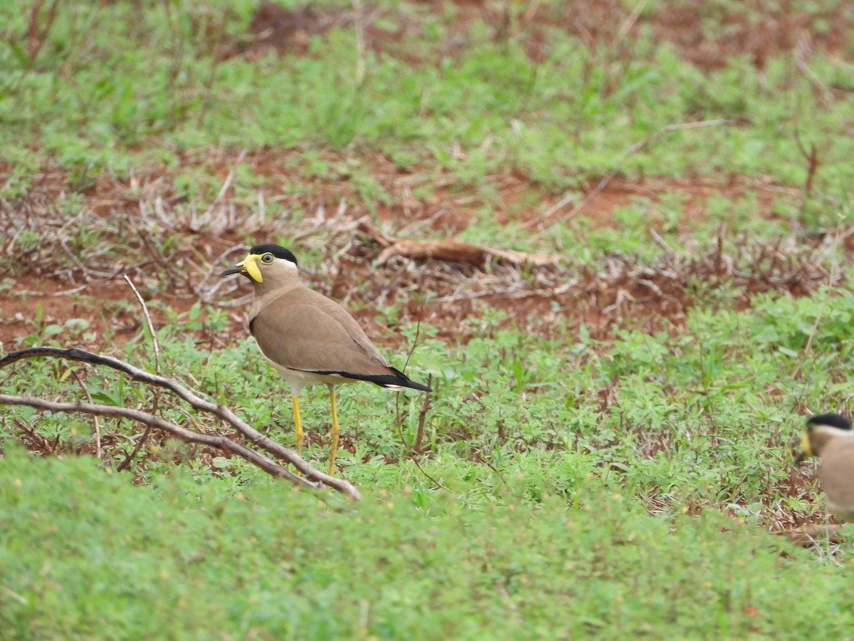 Yellow-wattled Lapwing - ML620203293