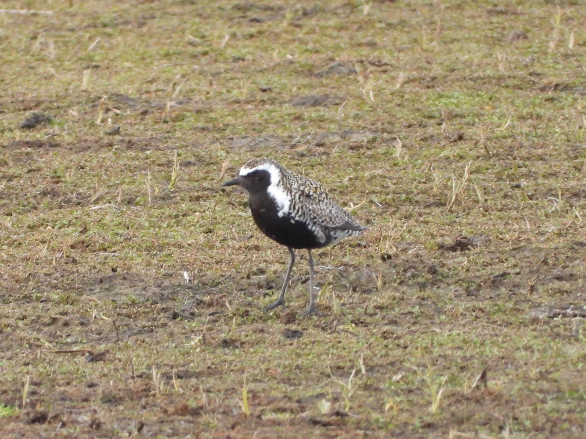 Pacific Golden-Plover - ML620203296