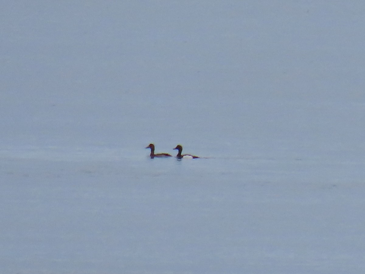 Lesser Scaup - Laura Burke