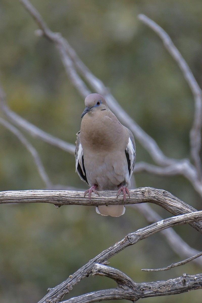 White-winged Dove - ML620203299