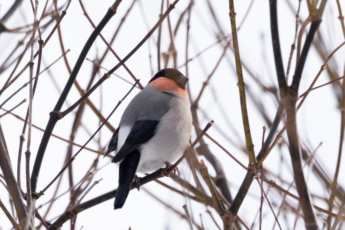 Eurasian Bullfinch - ML620203300