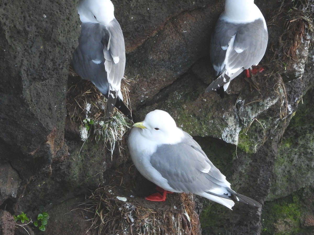 Red-legged Kittiwake - ML620203307