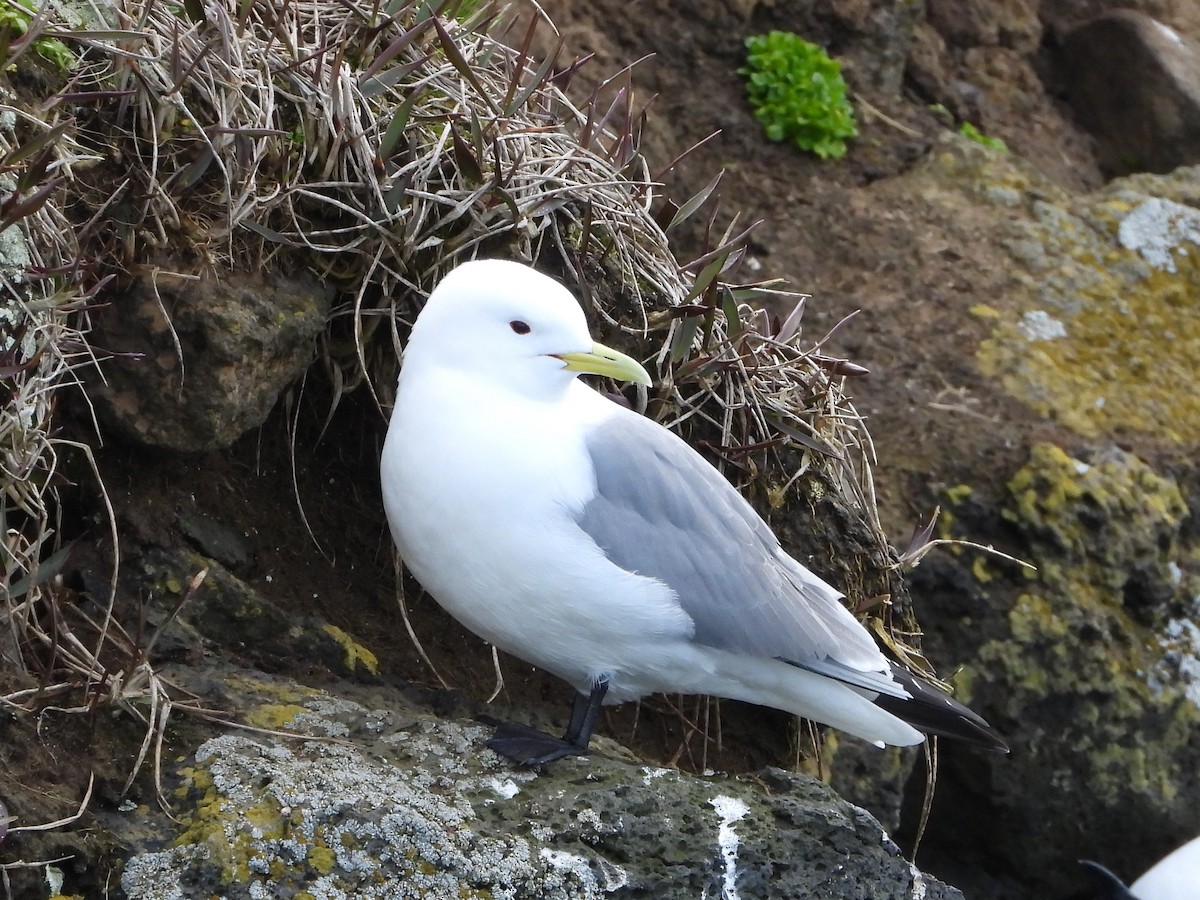 Gaviota Tridáctila - ML620203312