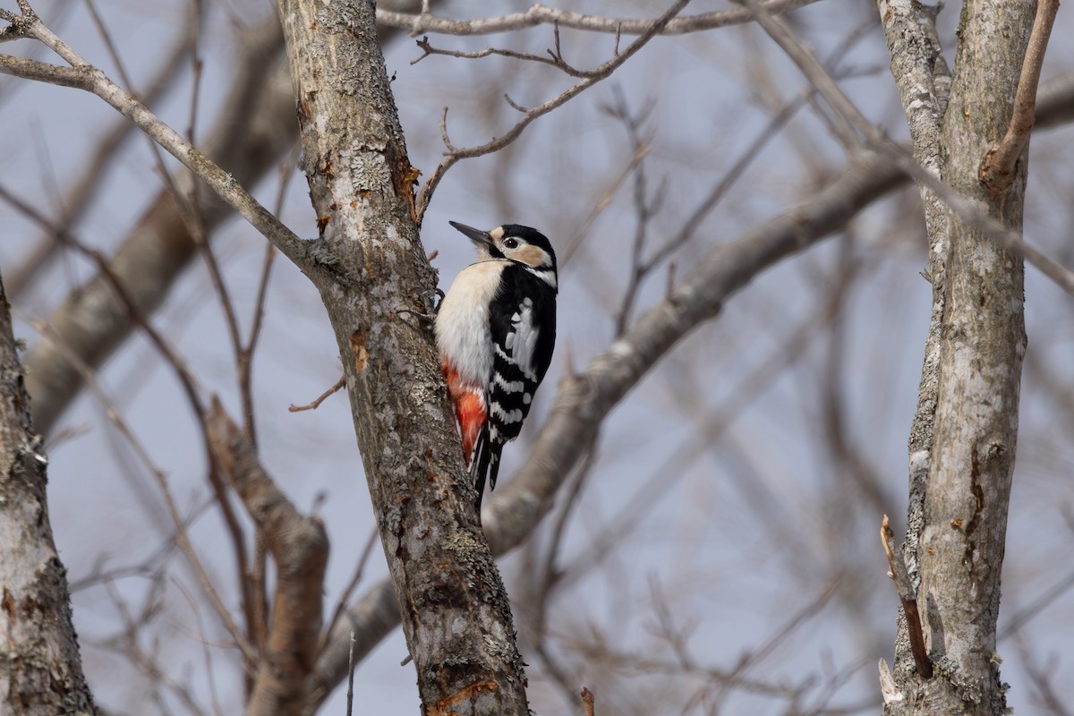 Great Spotted Woodpecker - ML620203315