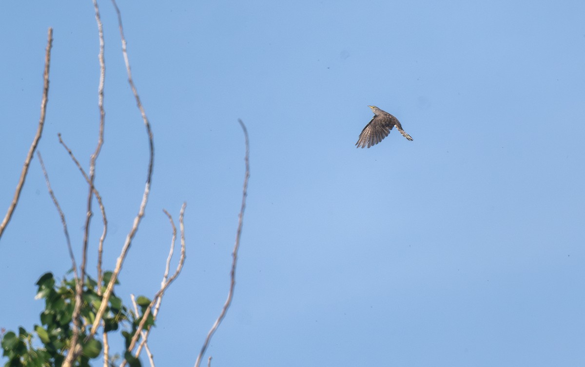 Indian Cuckoo - ML620203322