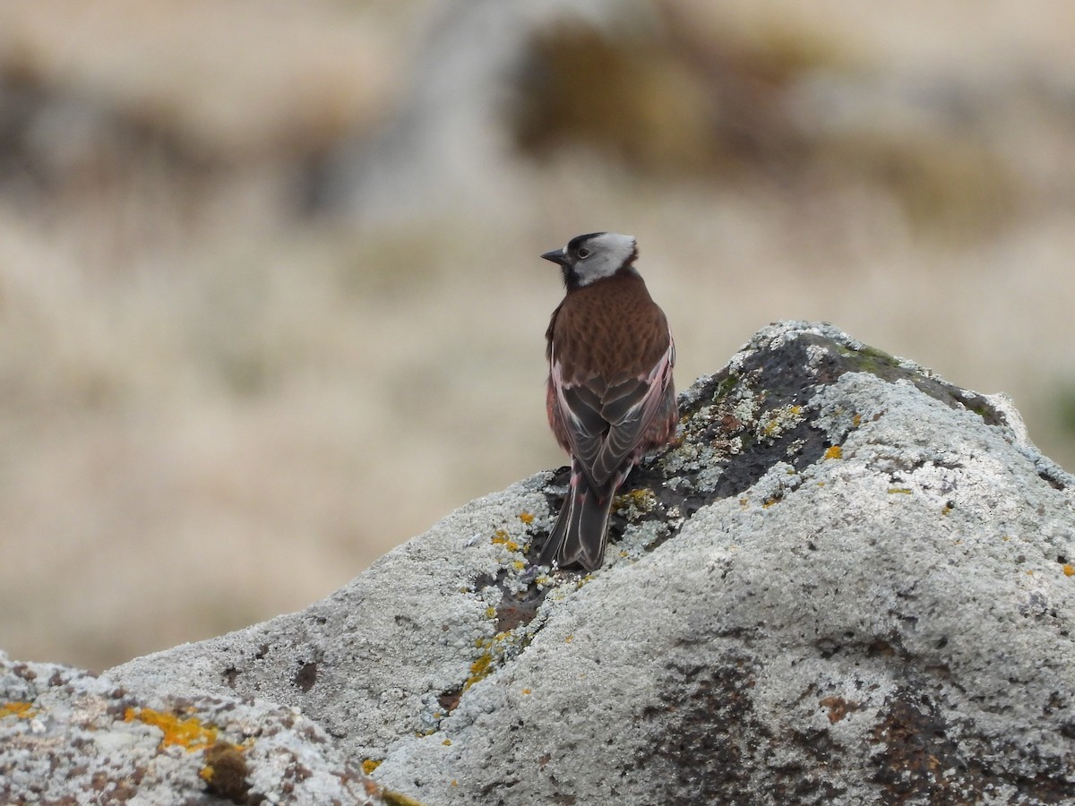 Gray-crowned Rosy-Finch (Pribilof Is.) - ML620203329