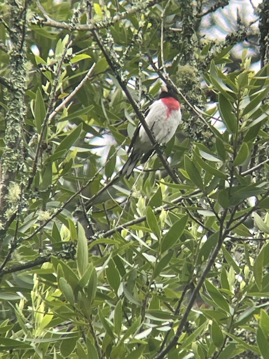 Rose-breasted Grosbeak - ML620203331