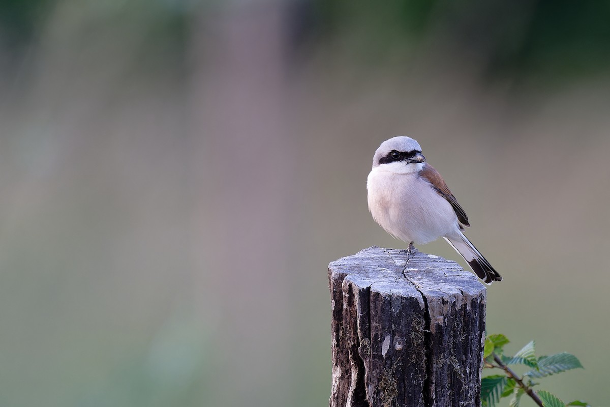 Red-backed Shrike - ML620203332