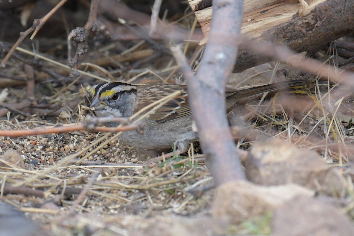 White-throated Sparrow - ML620203333