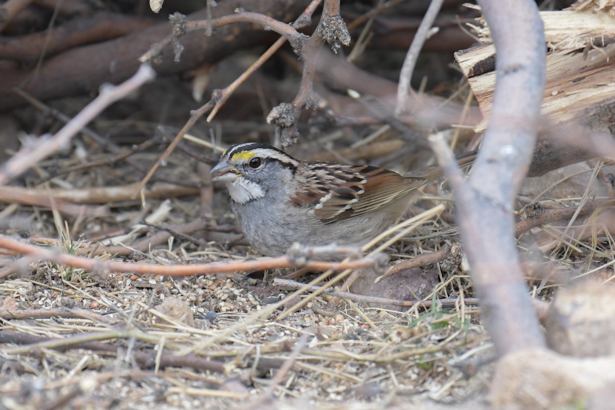 White-throated Sparrow - ML620203334