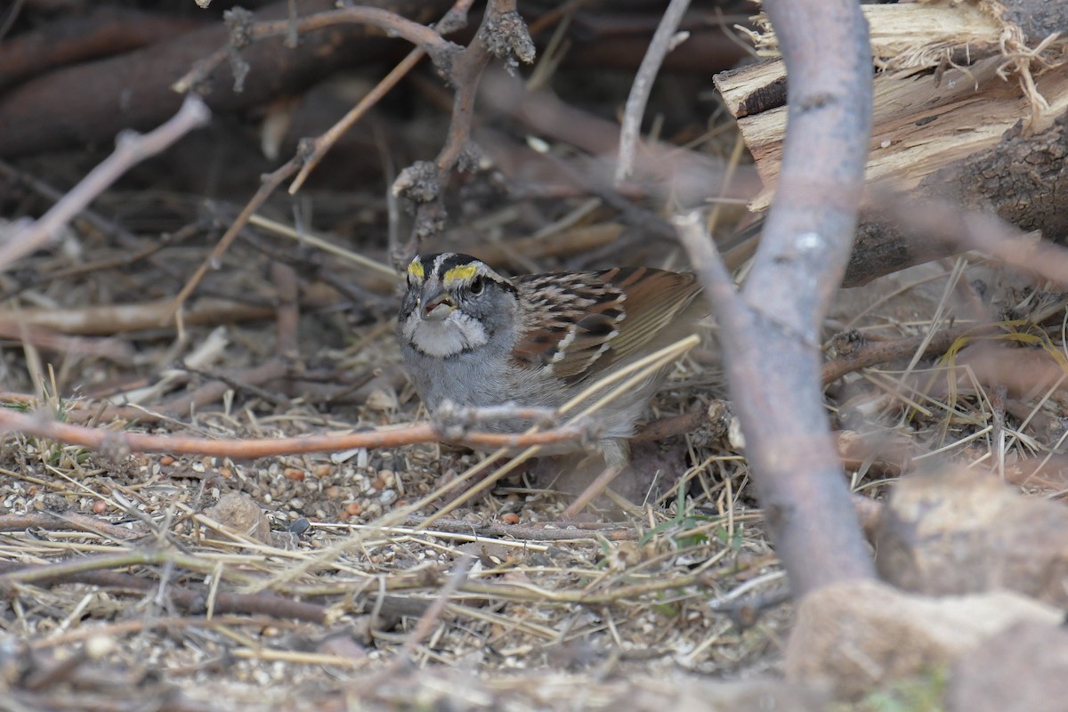 White-throated Sparrow - ML620203335
