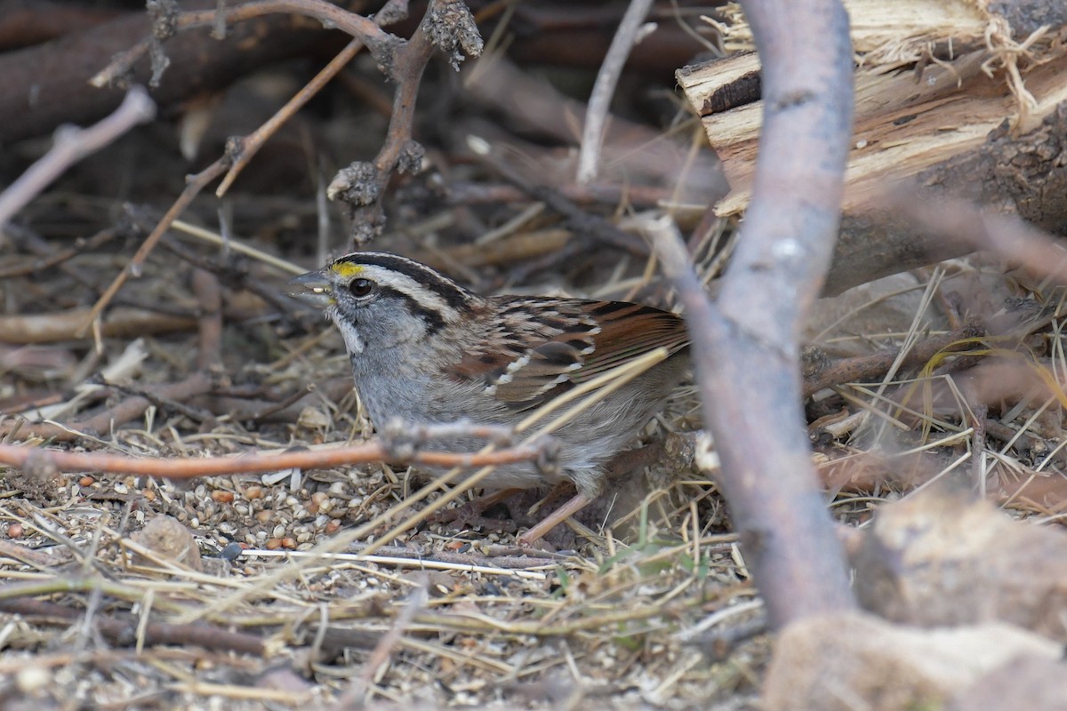 White-throated Sparrow - ML620203336