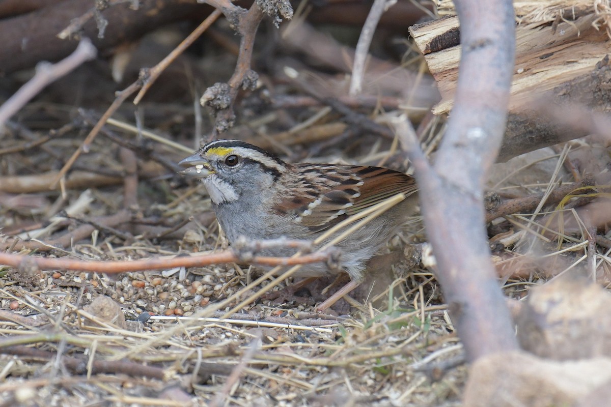 White-throated Sparrow - ML620203337