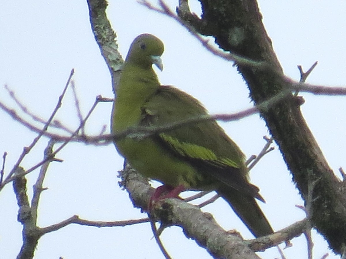 Orange-breasted Green-Pigeon - ML620203341