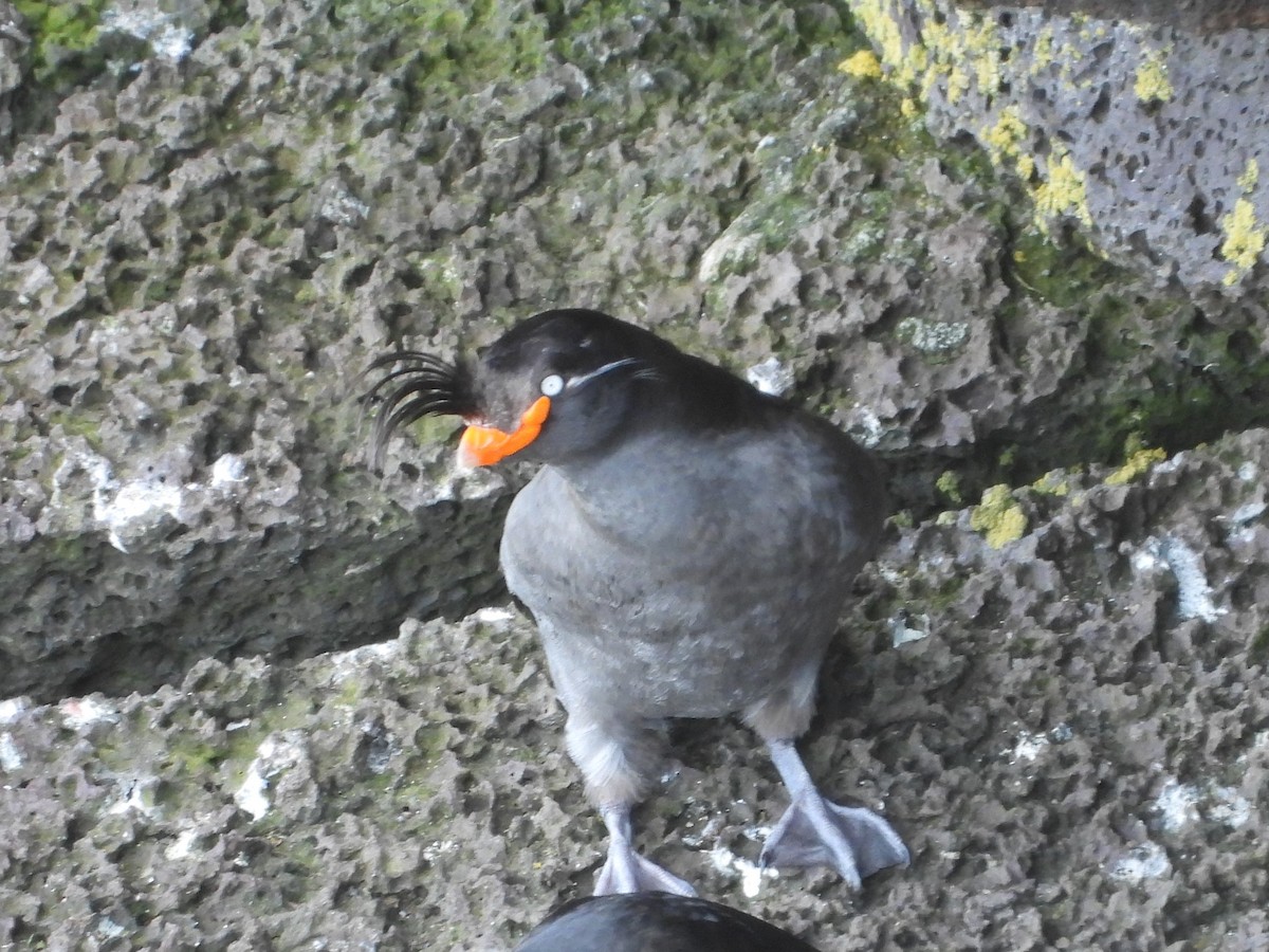 Crested Auklet - ML620203344