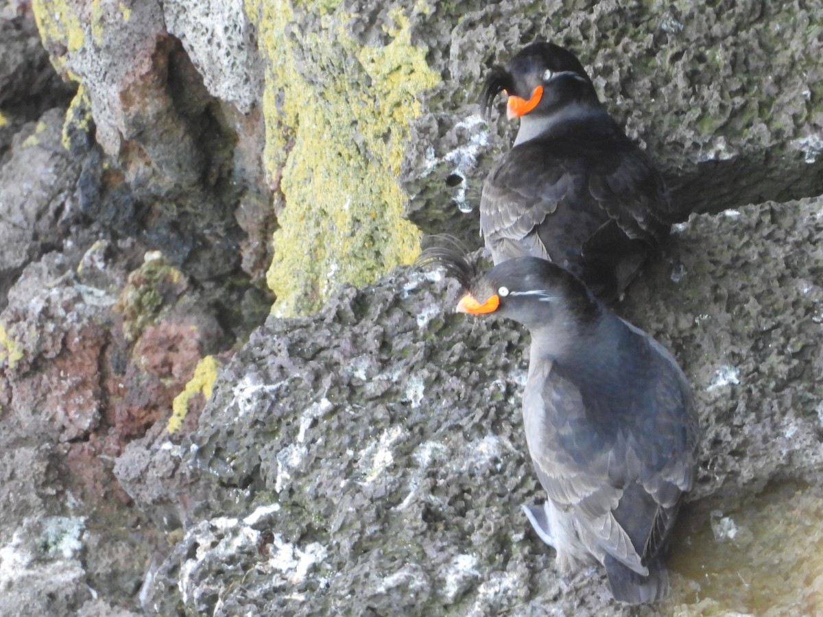 Crested Auklet - ML620203345
