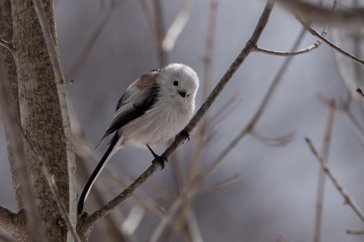 Long-tailed Tit - ML620203346