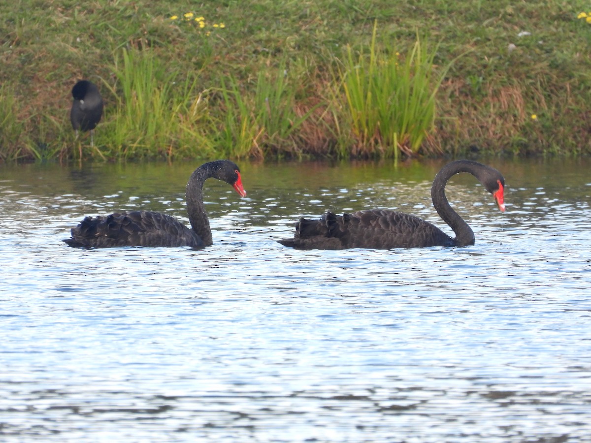 Black Swan - ML620203348