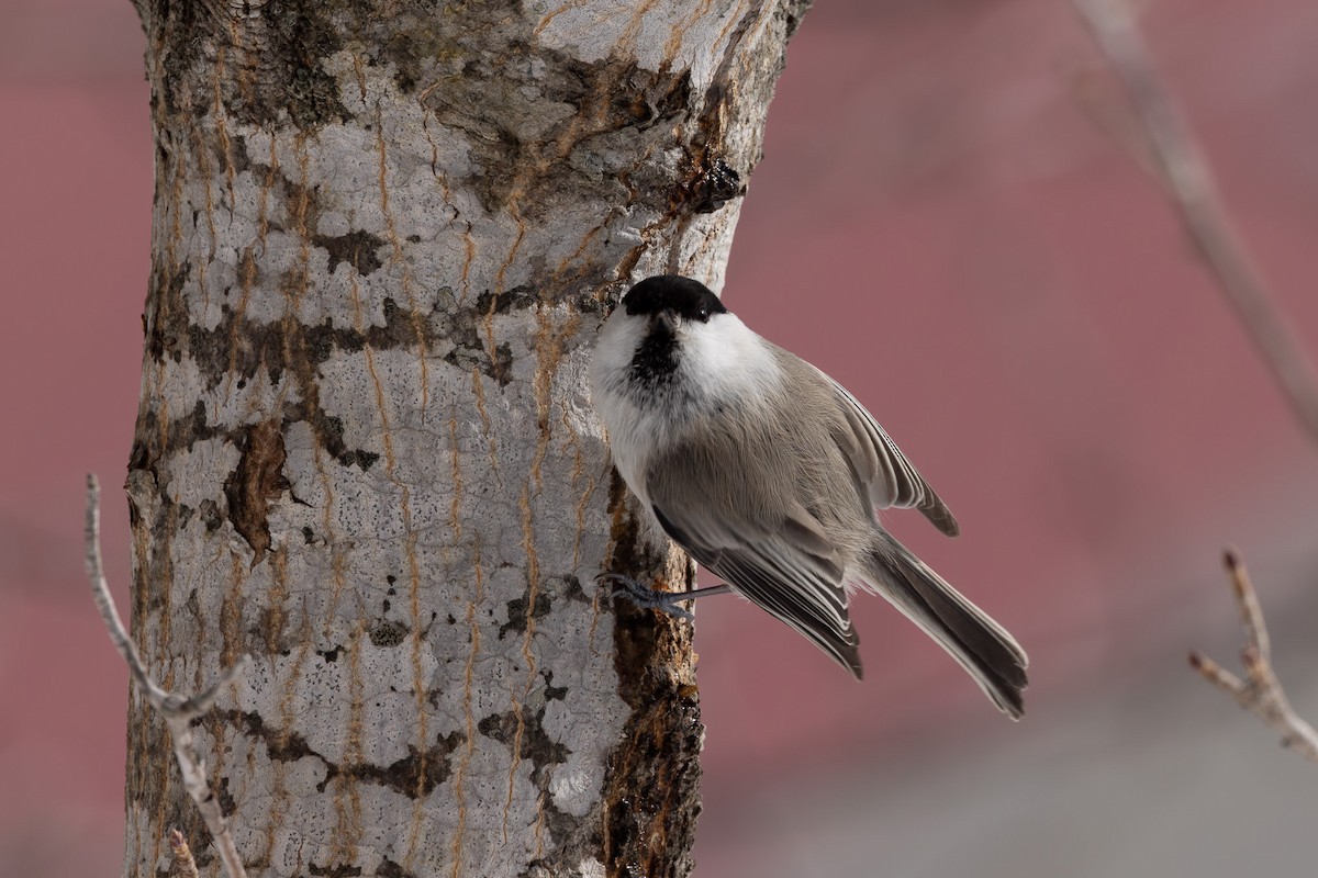 Willow Tit - ML620203349