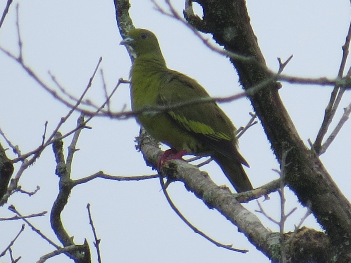 橙胸綠鳩 - ML620203350