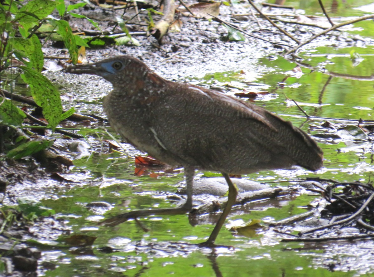 Malayan Night Heron - ML620203360