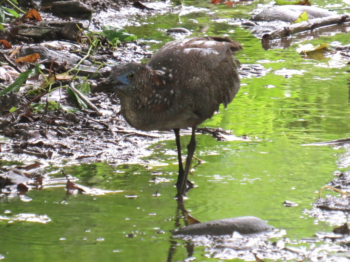 Malayan Night Heron - ML620203364