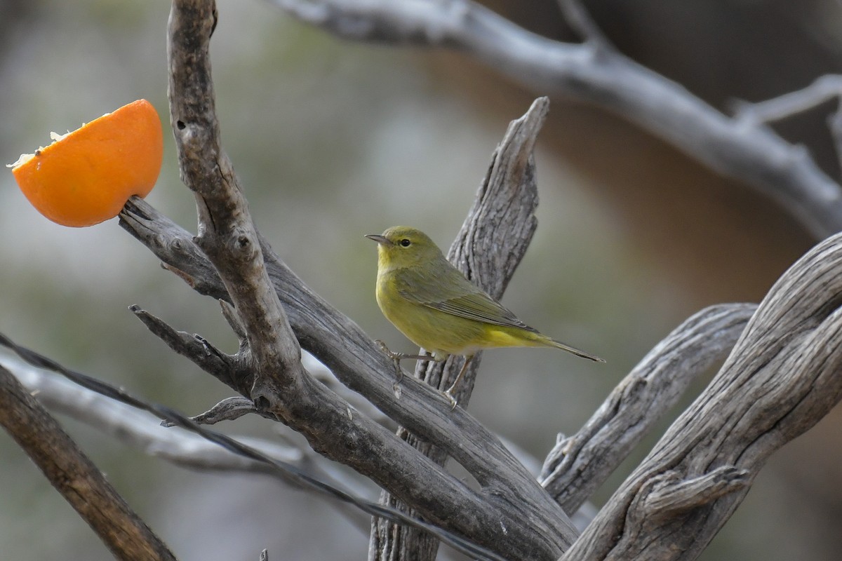 Orange-crowned Warbler - ML620203404