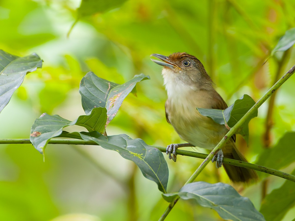 Palawan Babbler - ML620203406