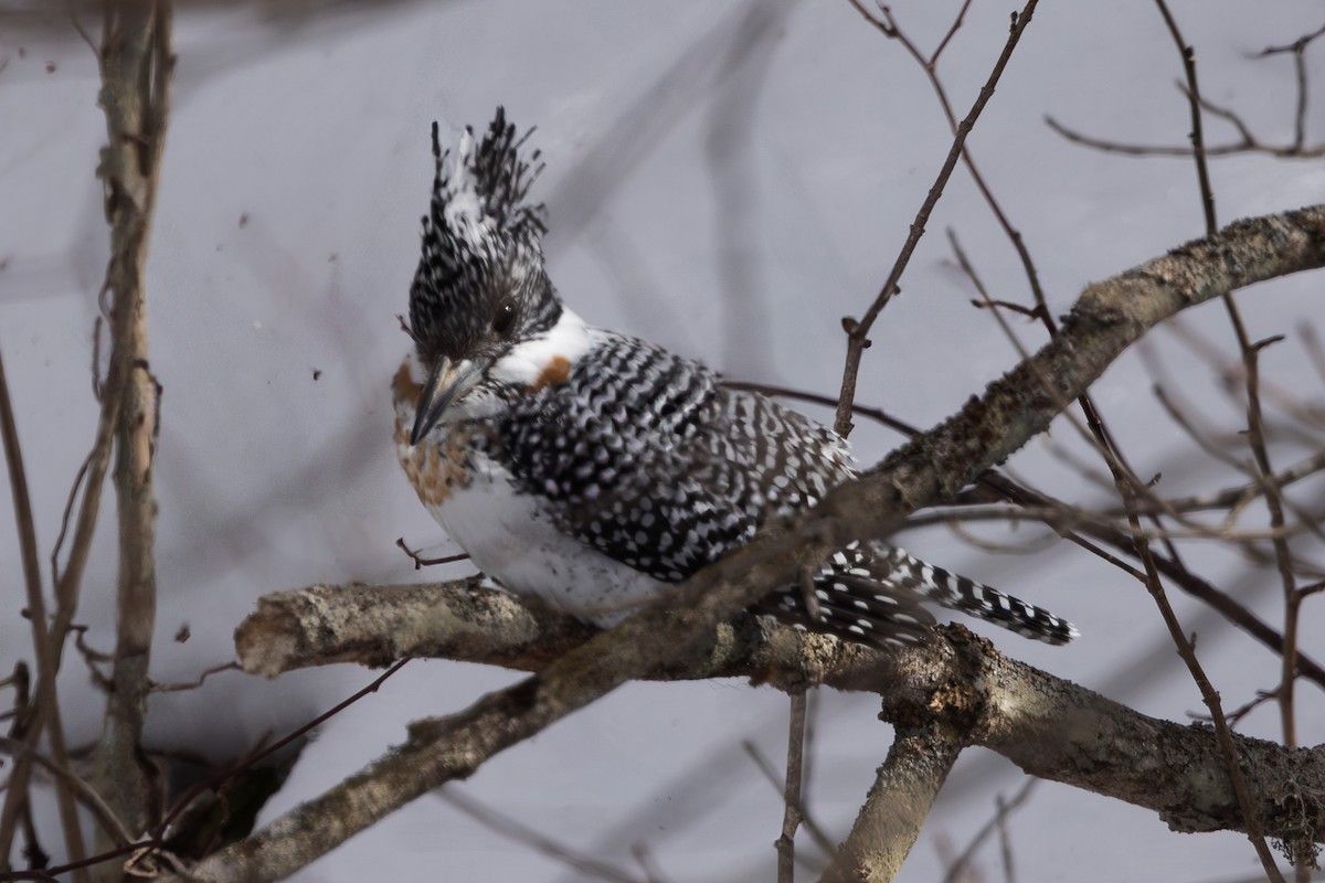 Crested Kingfisher - ML620203418
