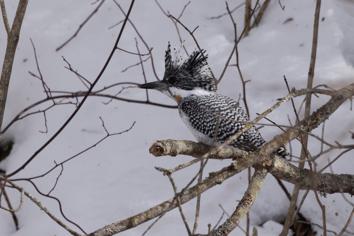 Crested Kingfisher - ML620203419