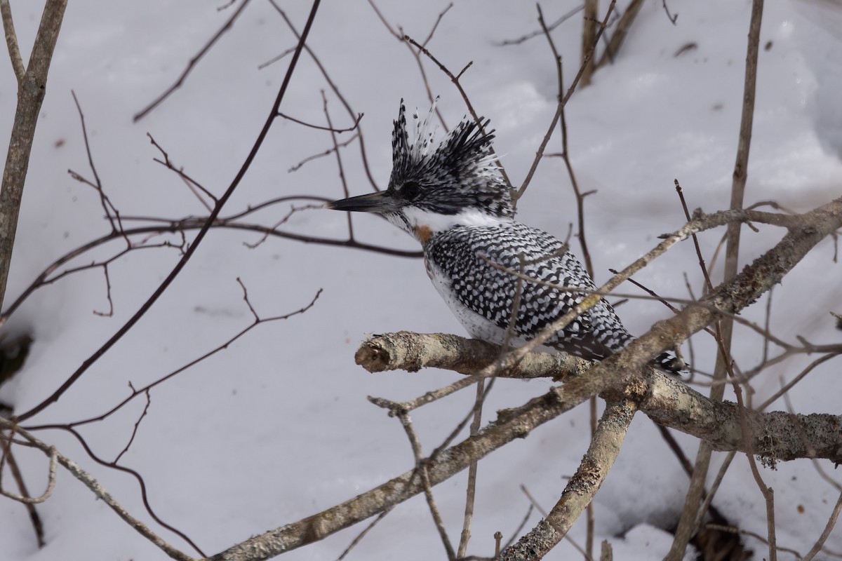 Crested Kingfisher - Jodi Webber