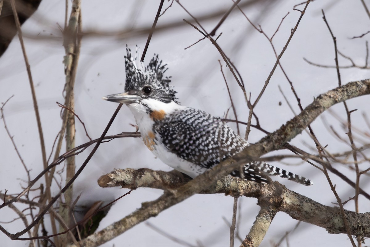 Crested Kingfisher - ML620203420