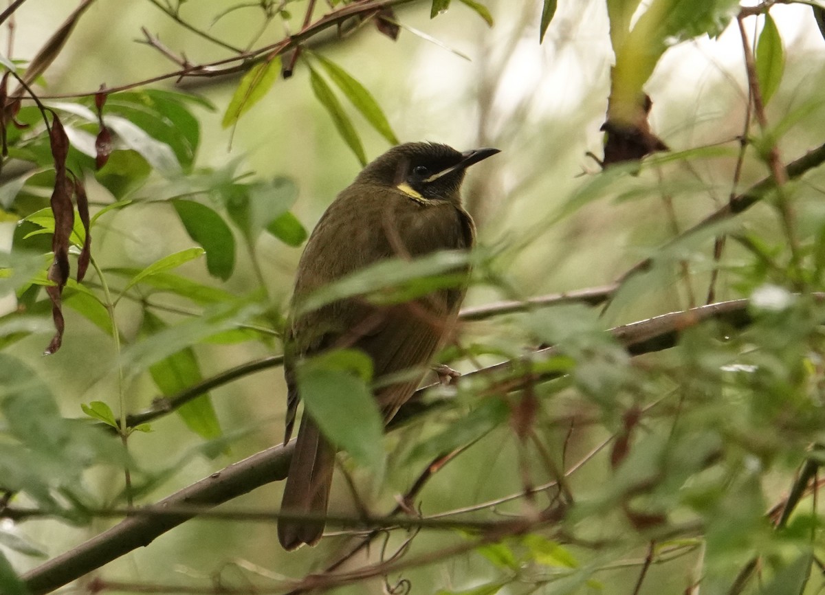 Lewin's Honeyeater - Rae Nunan