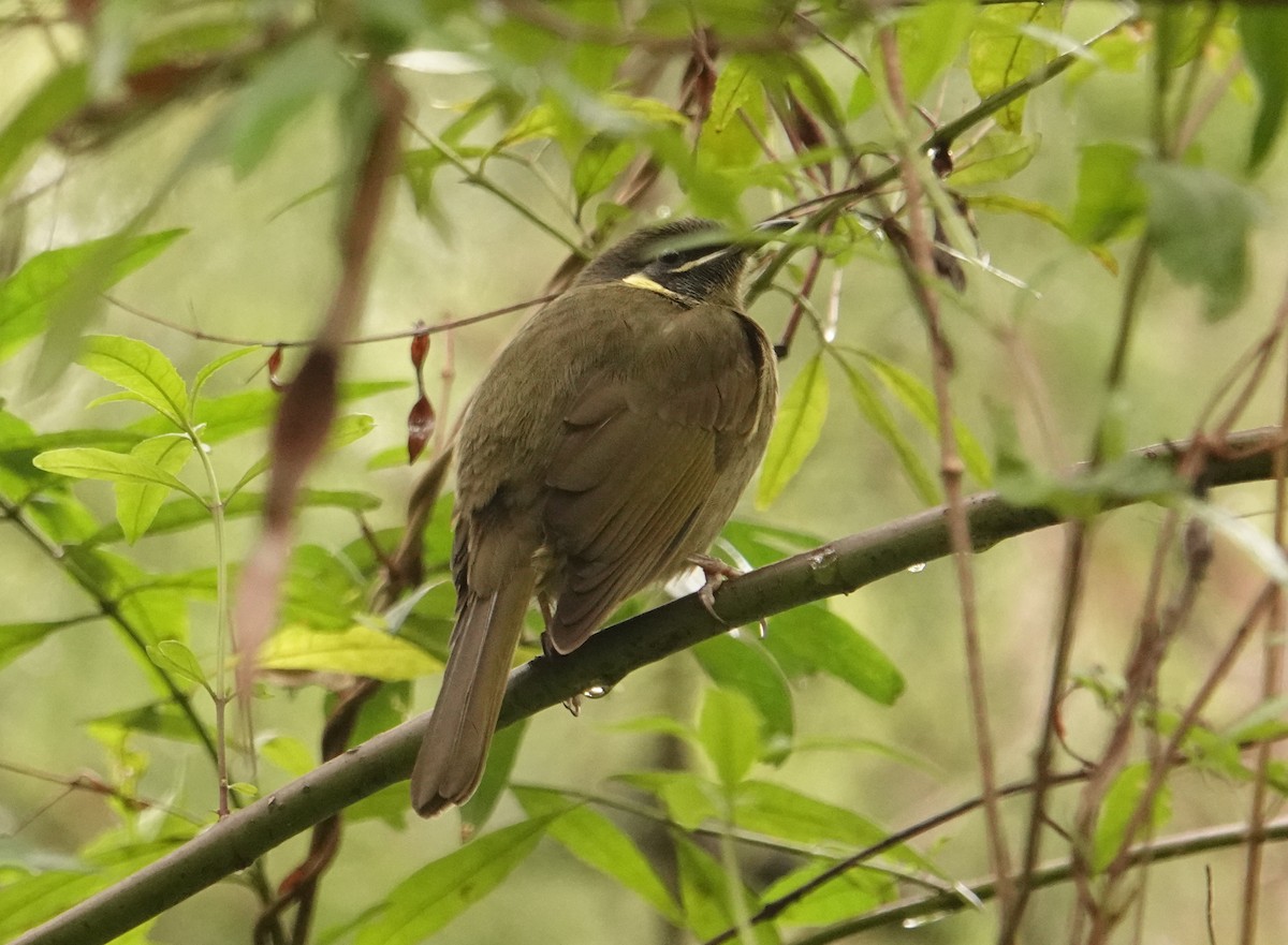 Lewin's Honeyeater - ML620203422